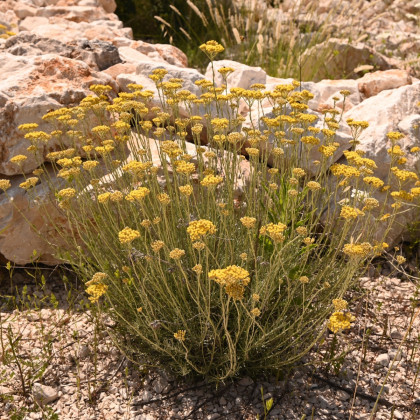 Smil Italský - Helichrysum italicum - semena smilu - 200 ks