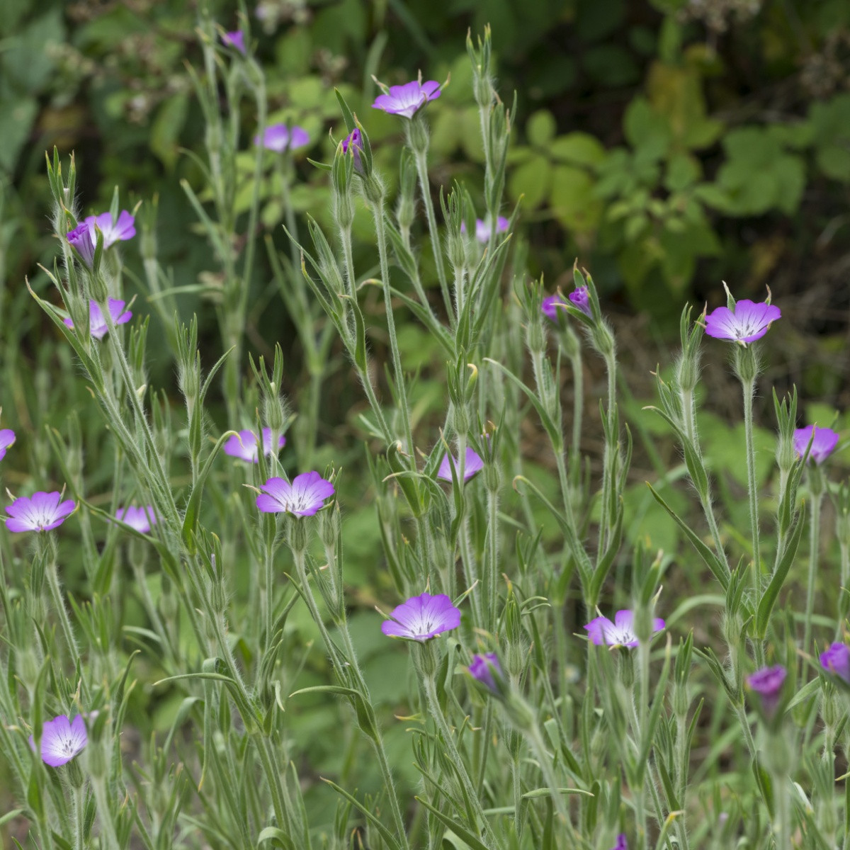 Koukol polní - Agrostemma githago - semena koukolu - 50 ks
