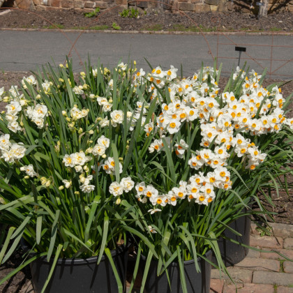 Narcis Geranium - Narcissus L. - cibule narcisu - 3 ks