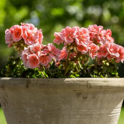 Muskat pasiasty Nekita Salmon F1 - Pelargonia rabatowa - nasiona pelargonii - 4 szt.
