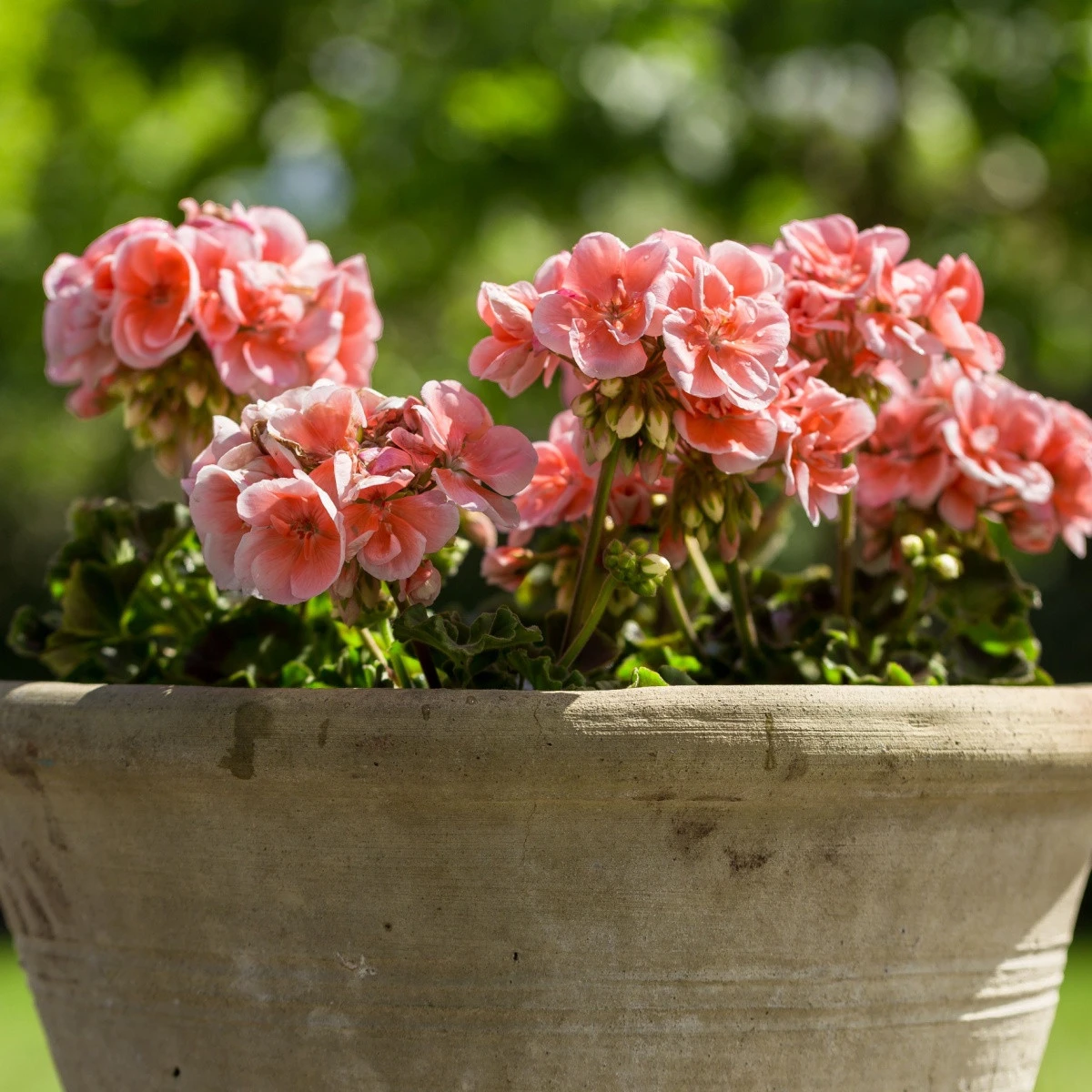 Muskat pasiasty Nekita Salmon F1 - Pelargonia rabatowa - nasiona pelargonii - 4 szt.