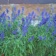 Szałwia Victoria Blue - Salvia farinacea - nasiona szałwii - 20 szt.