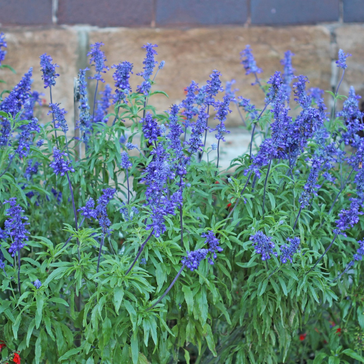 Szałwia Victoria Blue - Salvia farinacea - nasiona szałwii - 20 szt.