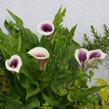 Kala Picasso - Zantedeschia - hlízy kaly - 1 ks