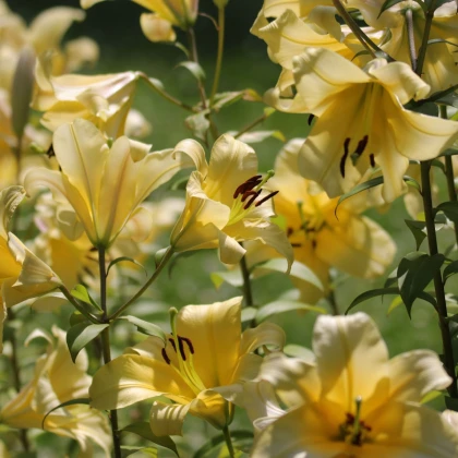 Lilie Honeymoon - Lilium - cibule lilie - 1 ks