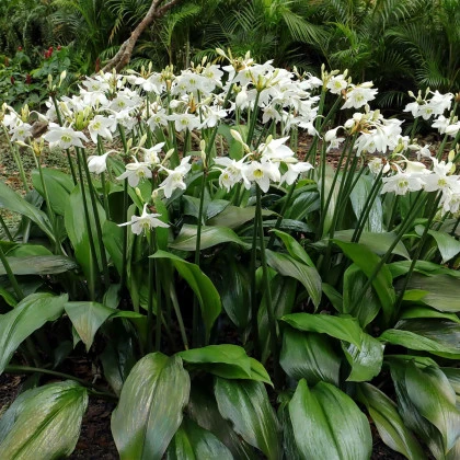Líbenka - Eucharis - cibule líbenky - 1 ks