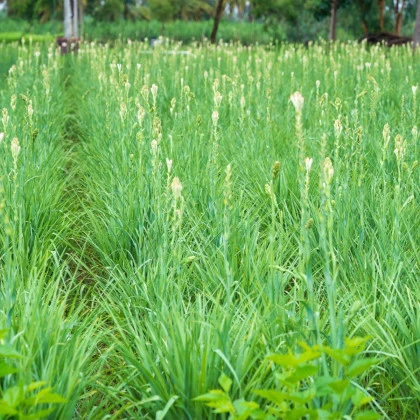 Tuberóza vonná - Polianthes tuberosa - hlízy tuberózy - 1 ks