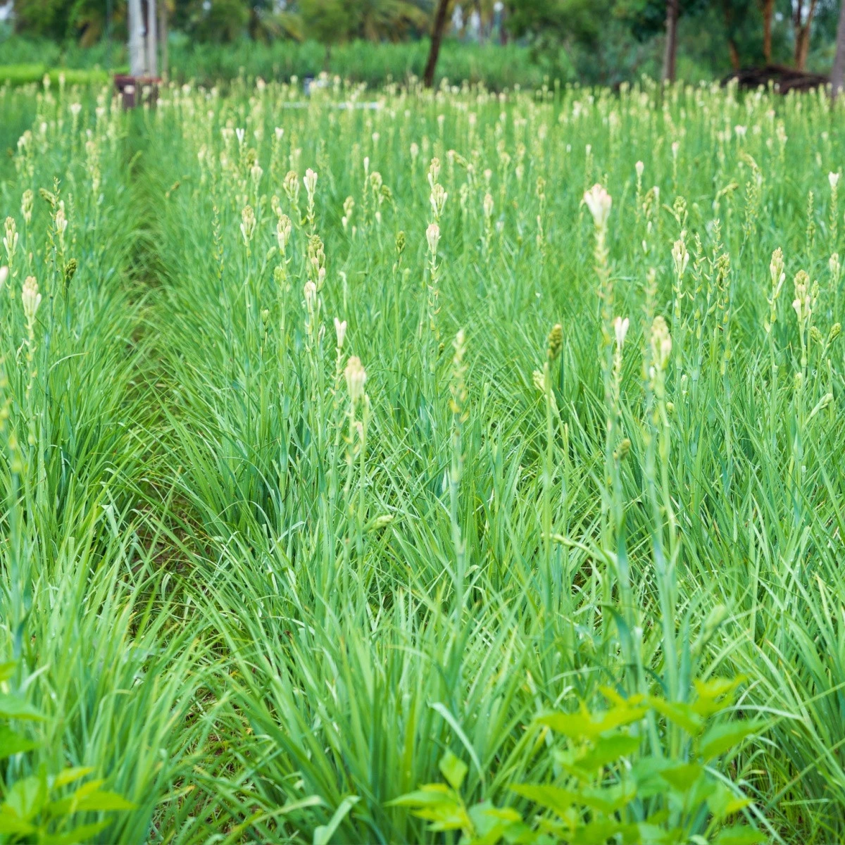 Tuberóza vonná - Polianthes tuberosa - hlízy tuberózy - 1 ks