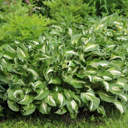 Bohyška - Hosta Mediovariegata - hlízy bohyšky - 1 ks