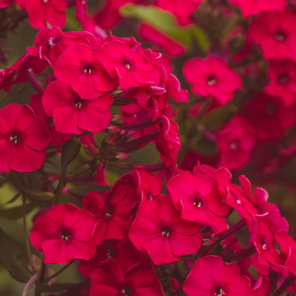 Plaménka červená - Phlox - prostokořenné sazenice plaménky - 1 ks