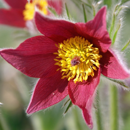 Koniklec obecný Rote Glocke - Pulsatilla vulgaris - semena koniklece - 10 ks