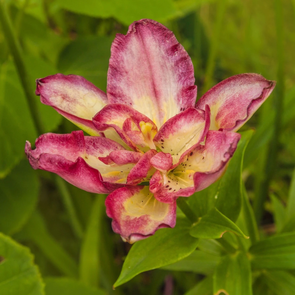 Lilie Double Sensation - Lilium - cibule lilie - 1 ks