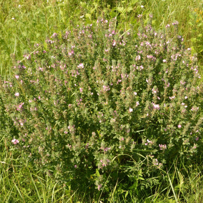 Jehlice rolní - Ononis Arvensis - semena jehlice - 20 ks