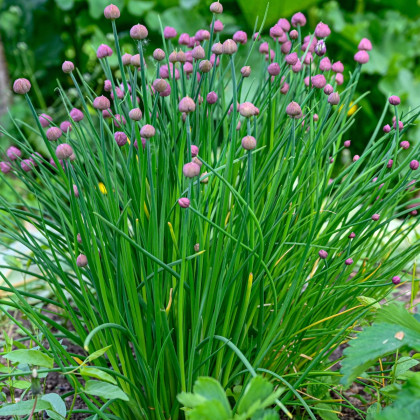 BIO Pažitka - Allium schoenoprasum L. - bio semena pažitky - 200 ks