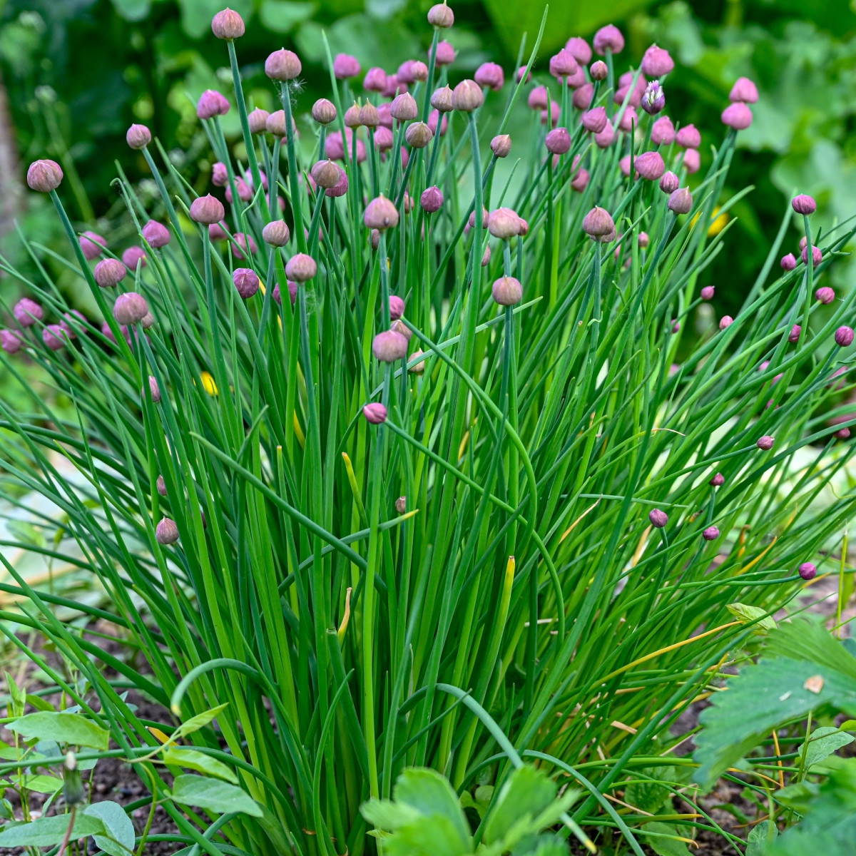 BIO Pažitka - Allium schoenoprasum L. - bio semena pažitky - 200 ks