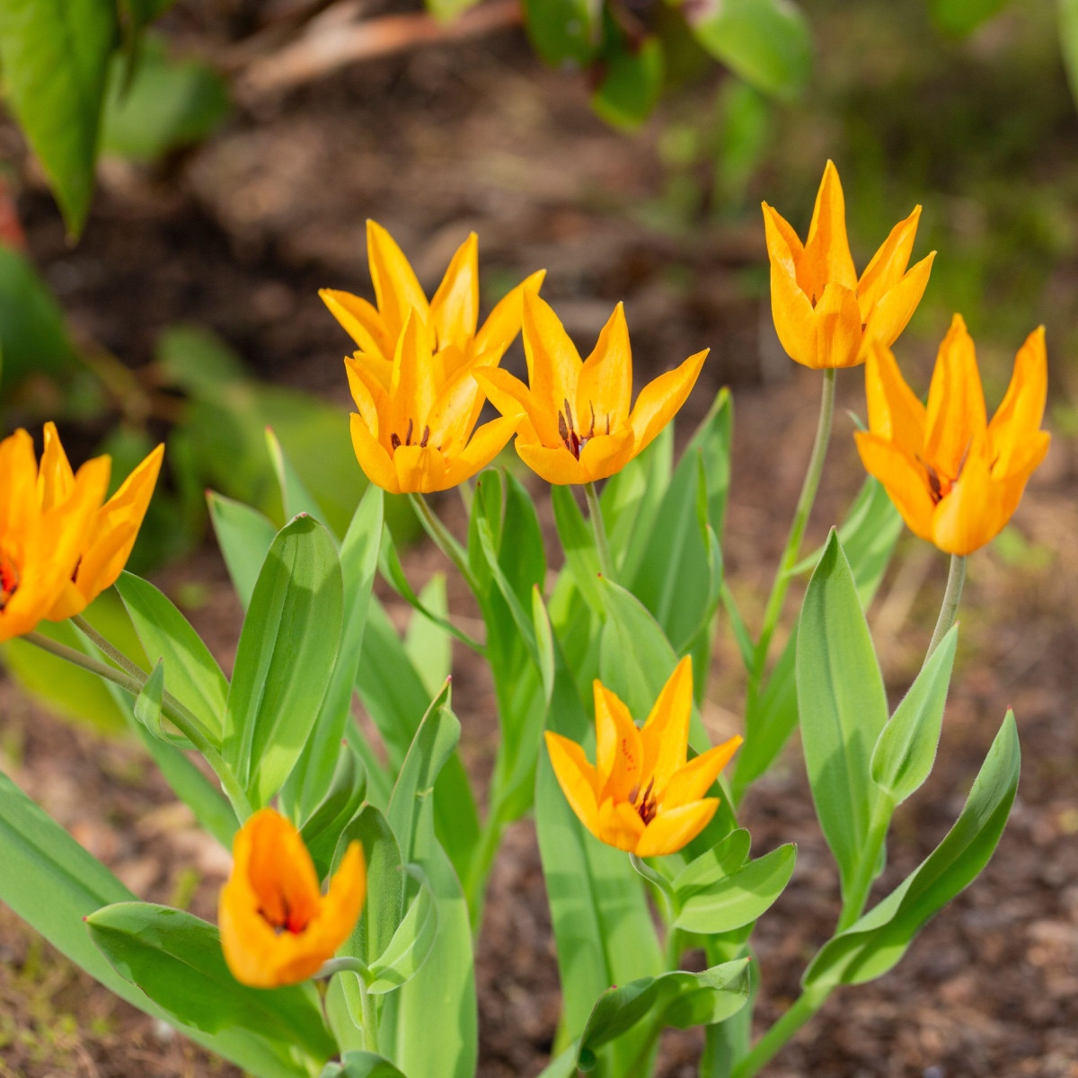 Tulipán vícekvětý Praestans Shogun - Tulipa - cibule tulipánu - 3 ks