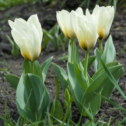 Tulipán Concerto - Tulipa - cibule tulipánu - 3 ks