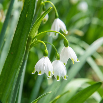 Bledule letní - Leucojum aestivum - cibule bledule - 2 ks