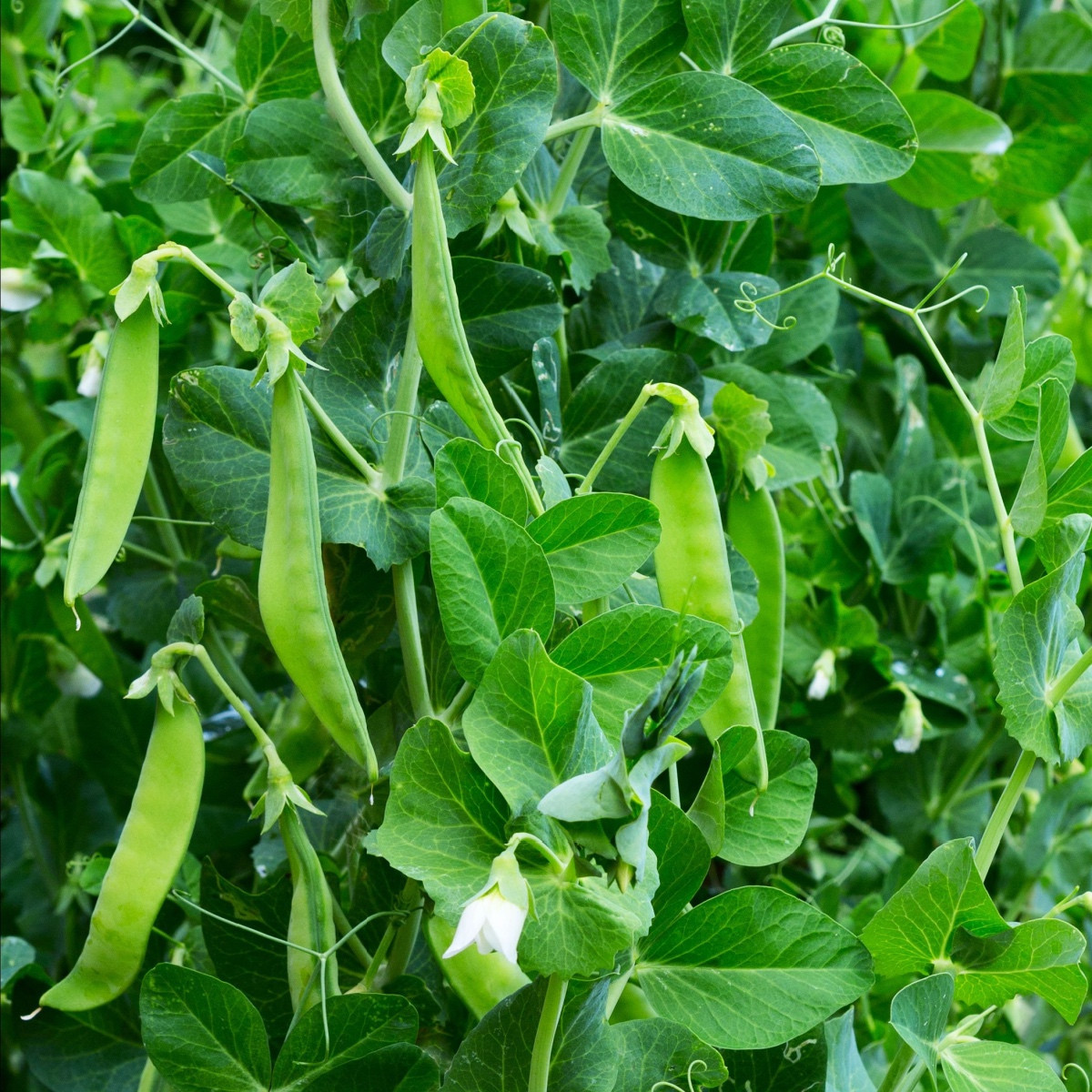 BIO Hrách cukrový Ambrosia - Pisum sativum - bio semena hrachu - 45 ks