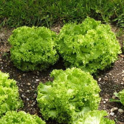 Salát listový kadeřavý Lollo Bionda - Lactuca sativa - semena salátu - 450 ks