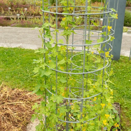 Nasturcja wysoka kanaryjska - Tropaeolum peregrinum - nasiona nasturcji - 10 szt.