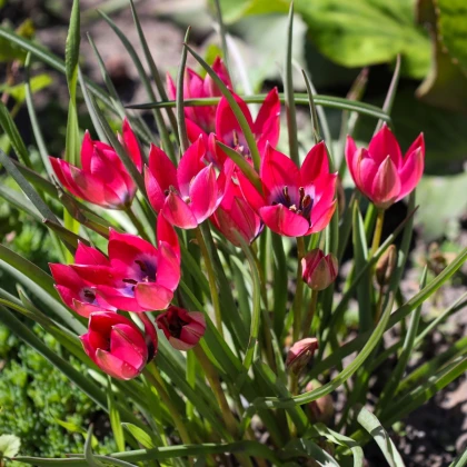Tulipán Little Beauty - Tulipa - cibule tulipánu - 3 ks