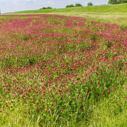 Jetel inkarnát - Trifolium incarnatum - semena jetele - 120 ks