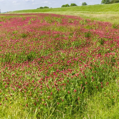 Koniczyna inkarnatka - Trifolium incarnatum - nasiona koniczyny - 150 szt.
