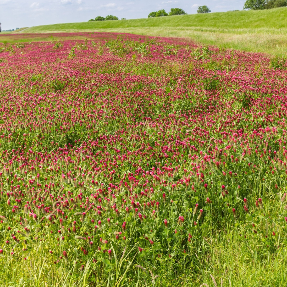 Koniczyna inkarnatka - Trifolium incarnatum - nasiona koniczyny - 150 szt.