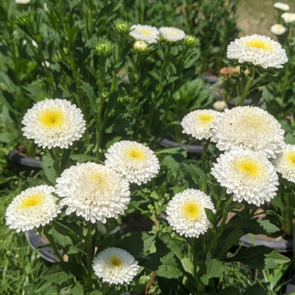 Astra čínská vysoká bílá Princess - Callistephus chinensis - semena astry - 50 ks