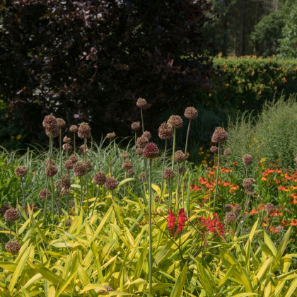 Česnek Red Mohican - Allium amethystinum - cibule okrasného česneku - 1 ks