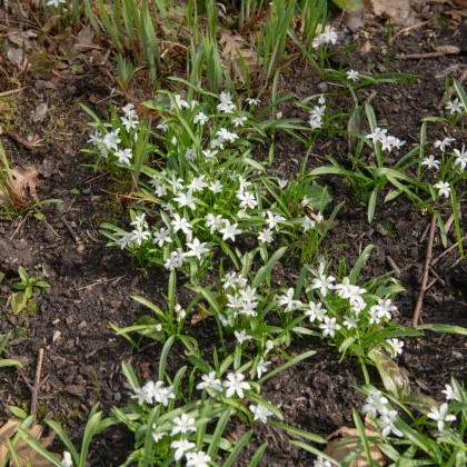 Ladonička zářící bílá - Chionodoxa luciliae alba - cibule ladoničky - 5 ks