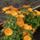 BIO Měsíček lékařský oranžový - Calendula officinalis - semena měsíčku - 30 ks