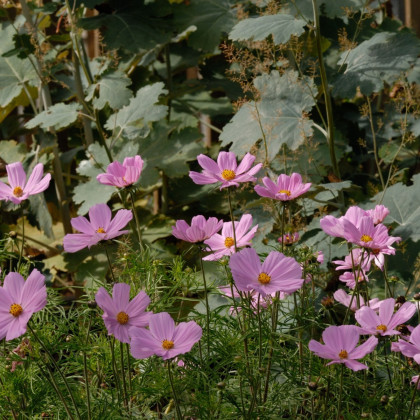 Krásenka Sonata Pink - Cosmos bipinnatus - semena krásenky - 15 ks