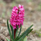 Hyacint Miss Saigon - Hyacinthus - cibule hyacintu - 1 ks