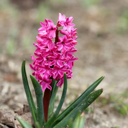 Hyacint Miss Saigon - Hyacinthus - cibule hyacintu - 1 ks