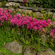 Nerine Bowdenova - Nerine bowdenii - hlízy nerine - 1 ks