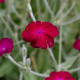 Firletka kwiecista - Lychnis coronaria - nasiona firletki - 50 szt.