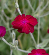 Firletka kwiecista - Lychnis coronaria - nasiona firletki - 50 szt.