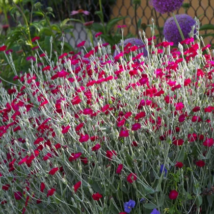 Firletka kwiecista - Lychnis coronaria - nasiona firletki - 50 szt.