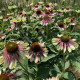 Třapatkovka Green Twister - Echinacea purpurea - prostokořenné sazenice třapatkovky - 1 ks