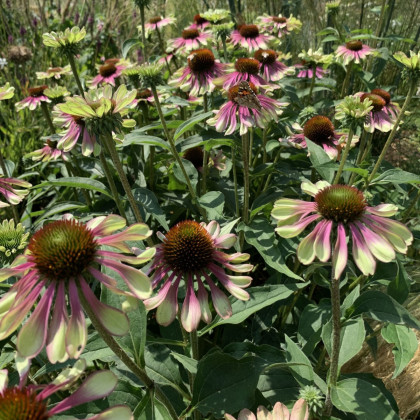 Třapatkovka Green Twister - Echinacea purpurea - prostokořenné sazenice třapatkovky - 1 ks