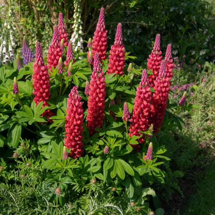 Lupina červená - Lupinus - prostokořenné sazenice lupiny - 1 ks