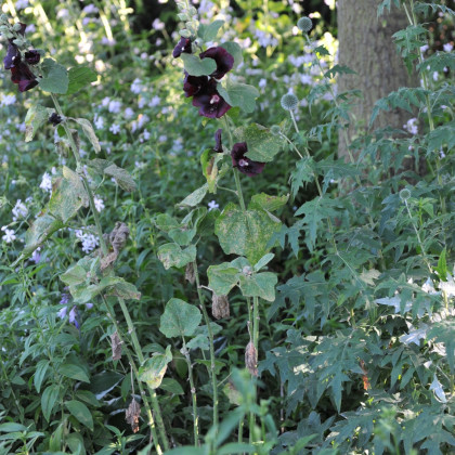 Topolovka Nigra - Alcea nigra - prostokořenné sazenice topolovek - 1 ks