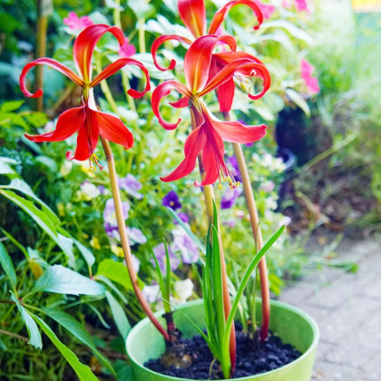 Sprekélie červená - Sprekelia formosissima - cibule sprekélie - 1 ks