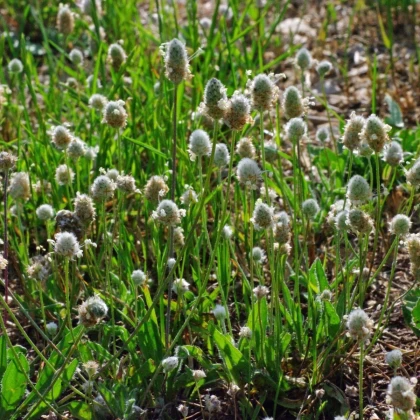 BIO Jitrocel Minutina - Plantago coronopus - bio semena jitrocele - 500 ks