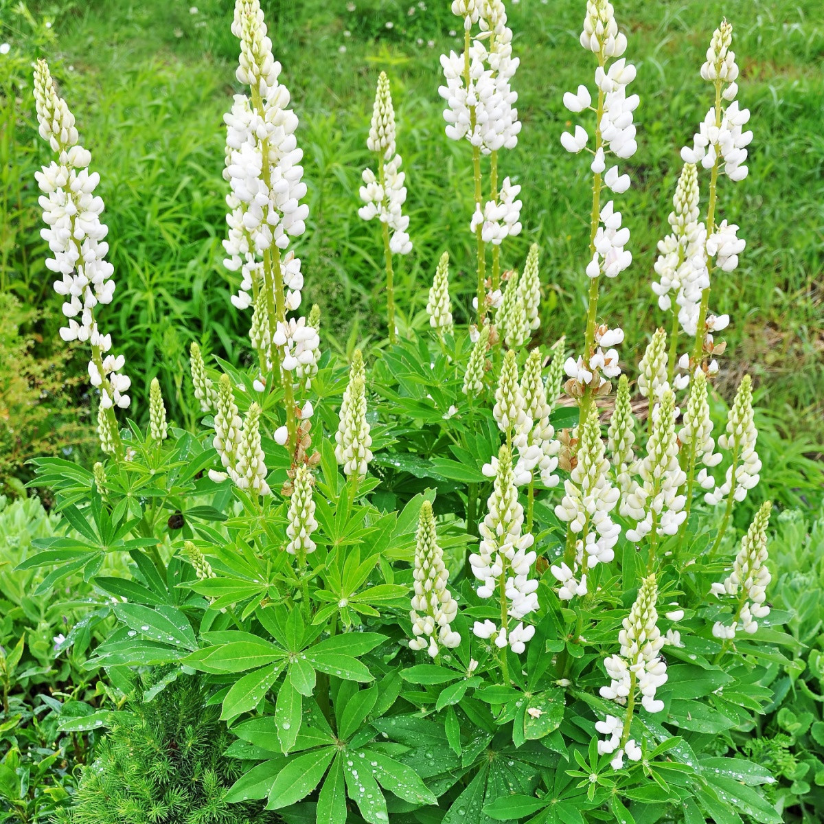 Lupina bílá - Lupinus - prostokořenné sazenice lupiny - 1 ks