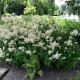 Čechrava japonská Deutschland - Astilbe japonica - hlízy čechravy - 1 ks