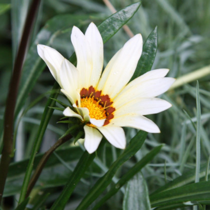 Gazánie Kiss White F1 - Gazania rigens - semena gazánie - 12 ks