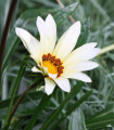 Gazánie Kiss White F1 - Gazania rigens - semena gazánie - 12 ks